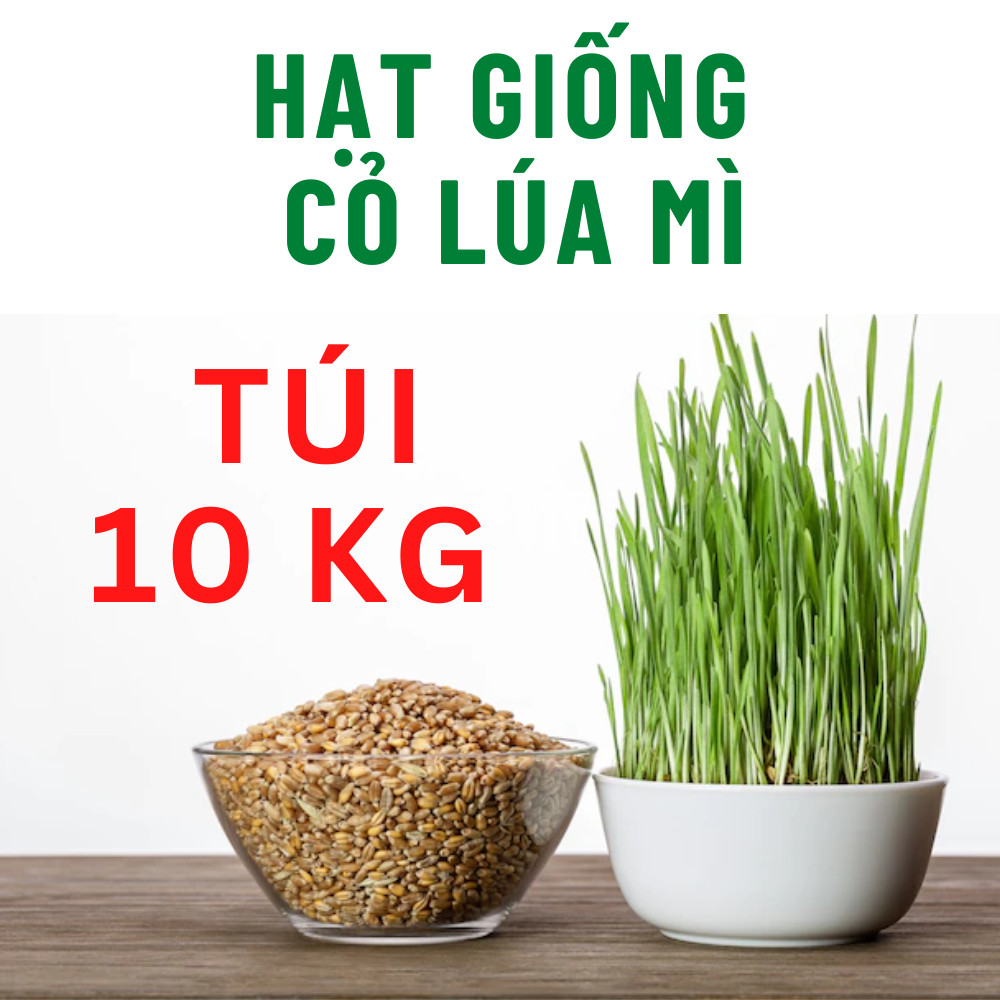 Hạt giống cỏ lúa mì 10kg